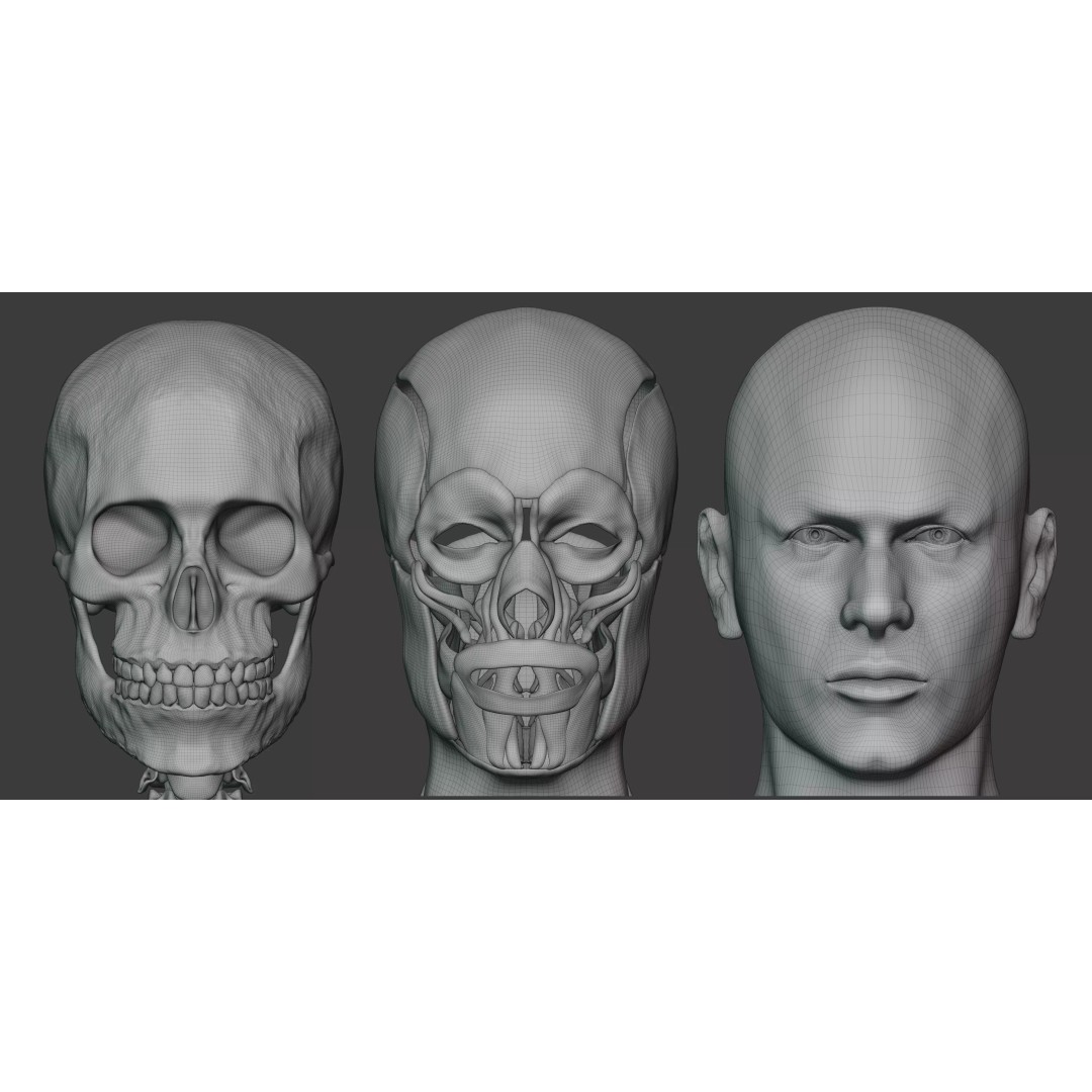 Male Human Anatomy 3D Model – High Poly Medical Visualization, Blender - View 11