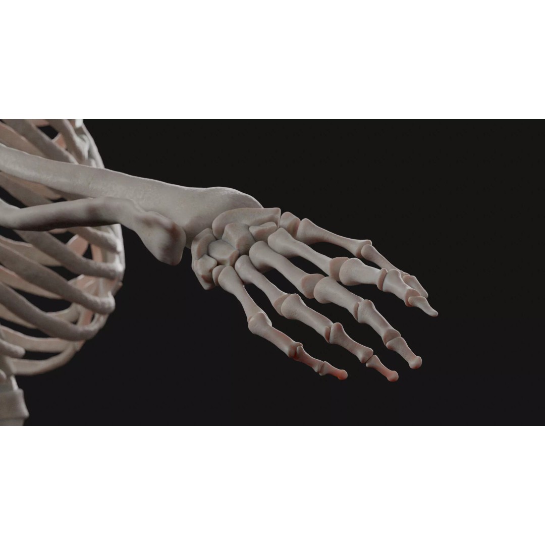 Male Human Anatomy 3D Model – High Poly Medical Visualization, Blender - View 13