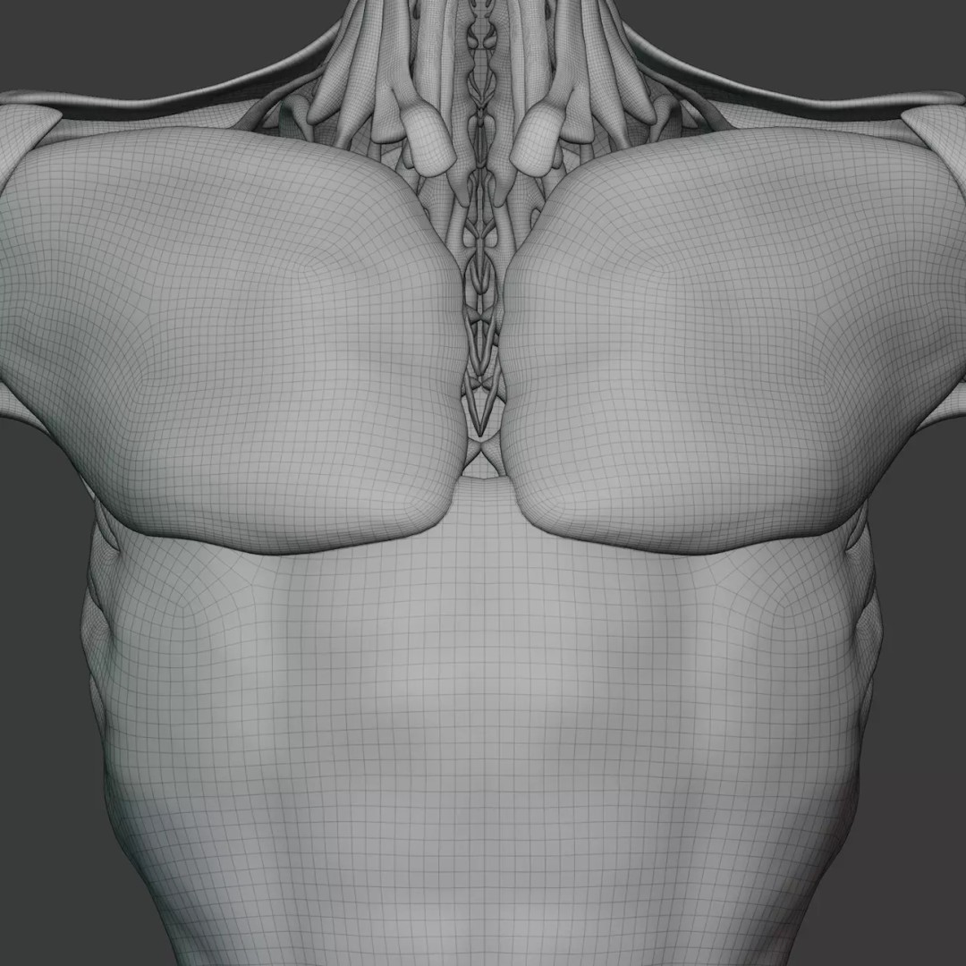 Male Human Anatomy 3D Model – High Poly Medical Visualization, Blender - View 18