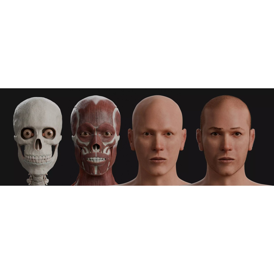Male Human Anatomy 3D Model – High Poly Medical Visualization, Blender - View 2