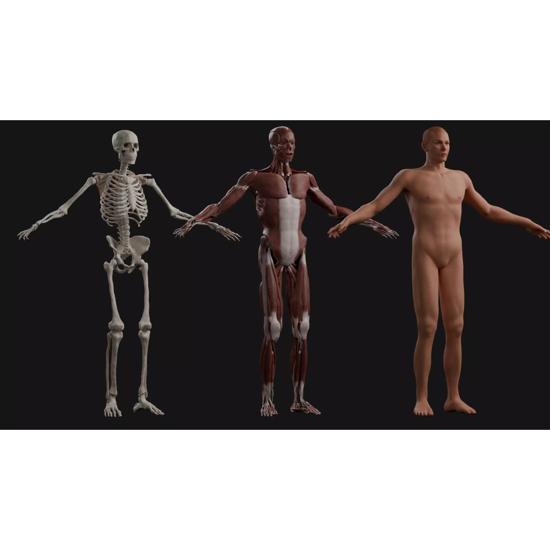 Male Human Anatomy 3D Model – High Poly Medical Visualization, Blender - View 3