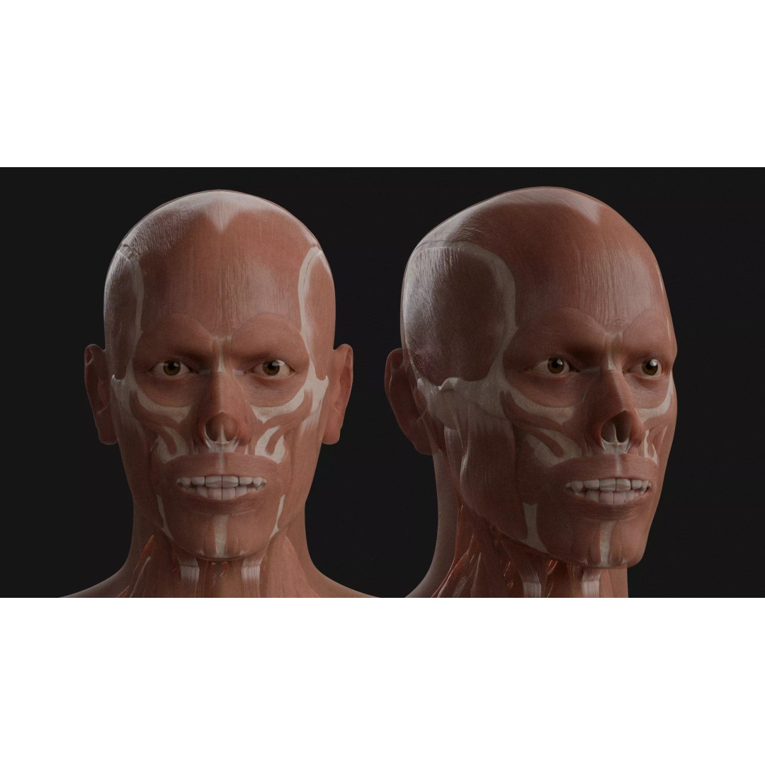 Male Human Anatomy 3D Model – High Poly Medical Visualization, Blender - View 4