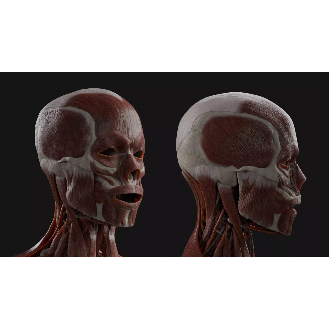 Male Human Anatomy 3D Model – High Poly Medical Visualization, Blender - View 7
