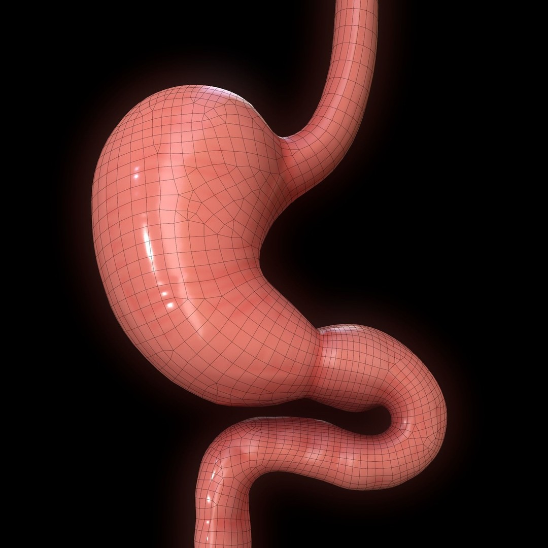 Human Stomach 3D Model – Low Poly Anatomy Asset, PBR Textures