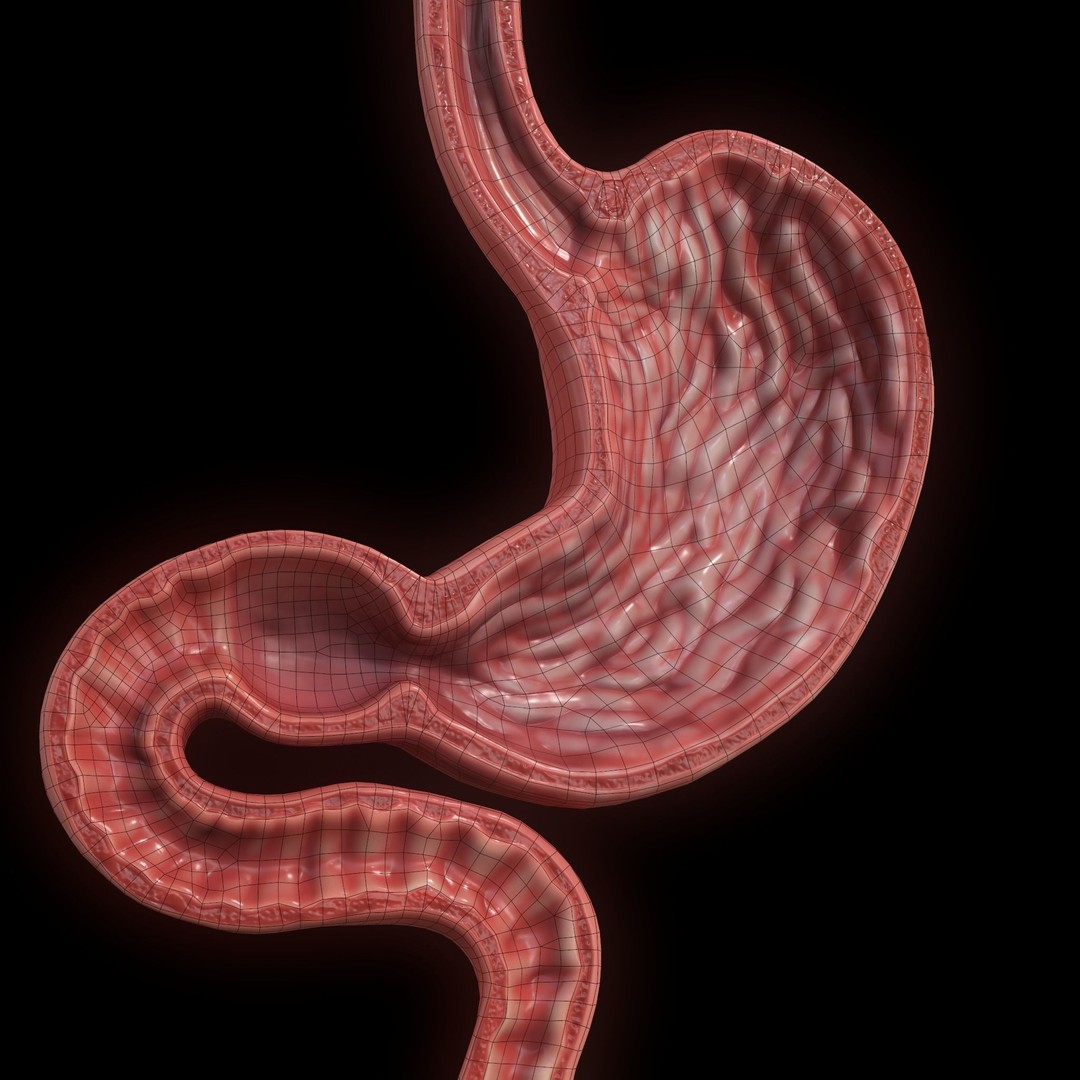 Human Stomach 3D Model – Low Poly Anatomy Asset, PBR Textures - View 10