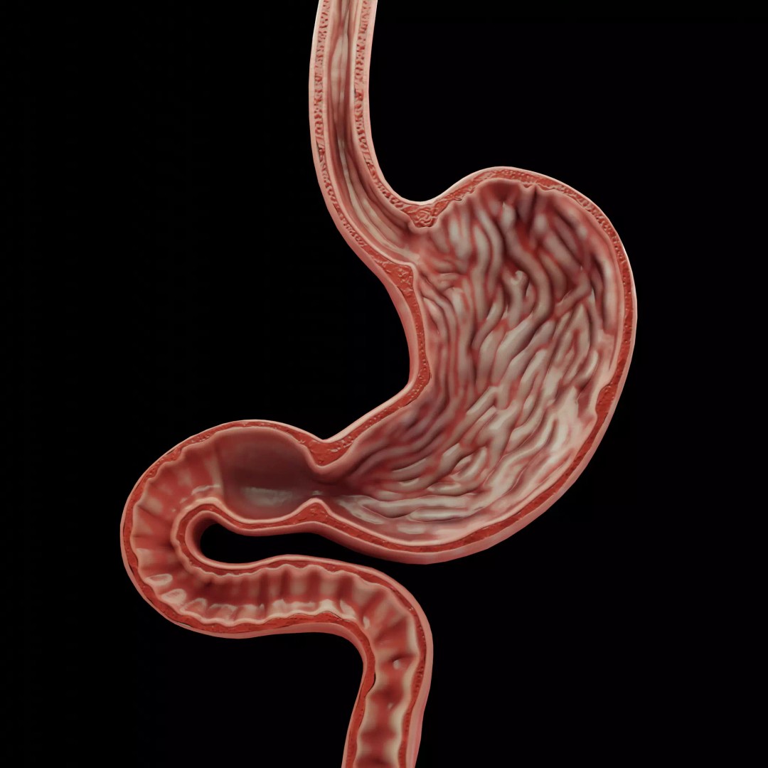 Human Stomach 3D Model – Low Poly Anatomy Asset, PBR Textures - View 2