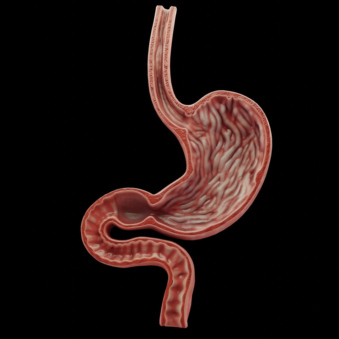 Human Stomach 3D Model – Low Poly Anatomy Asset, PBR Textures - View 3