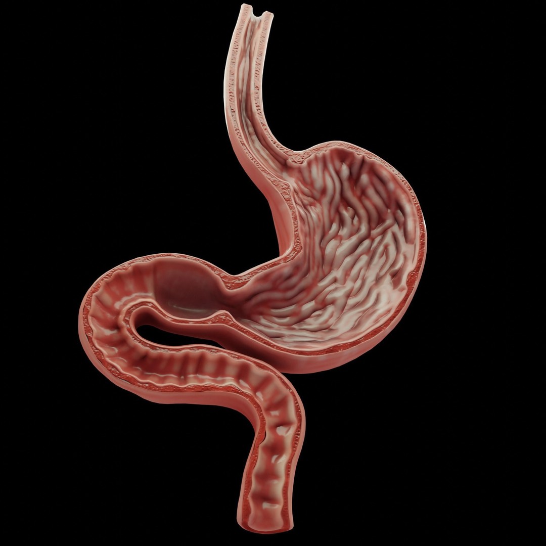 Human Stomach 3D Model – Low Poly Anatomy Asset, PBR Textures - View 4