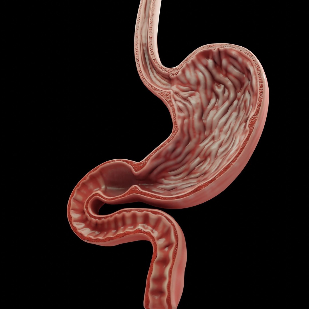 Human Stomach 3D Model – Low Poly Anatomy Asset, PBR Textures - View 5