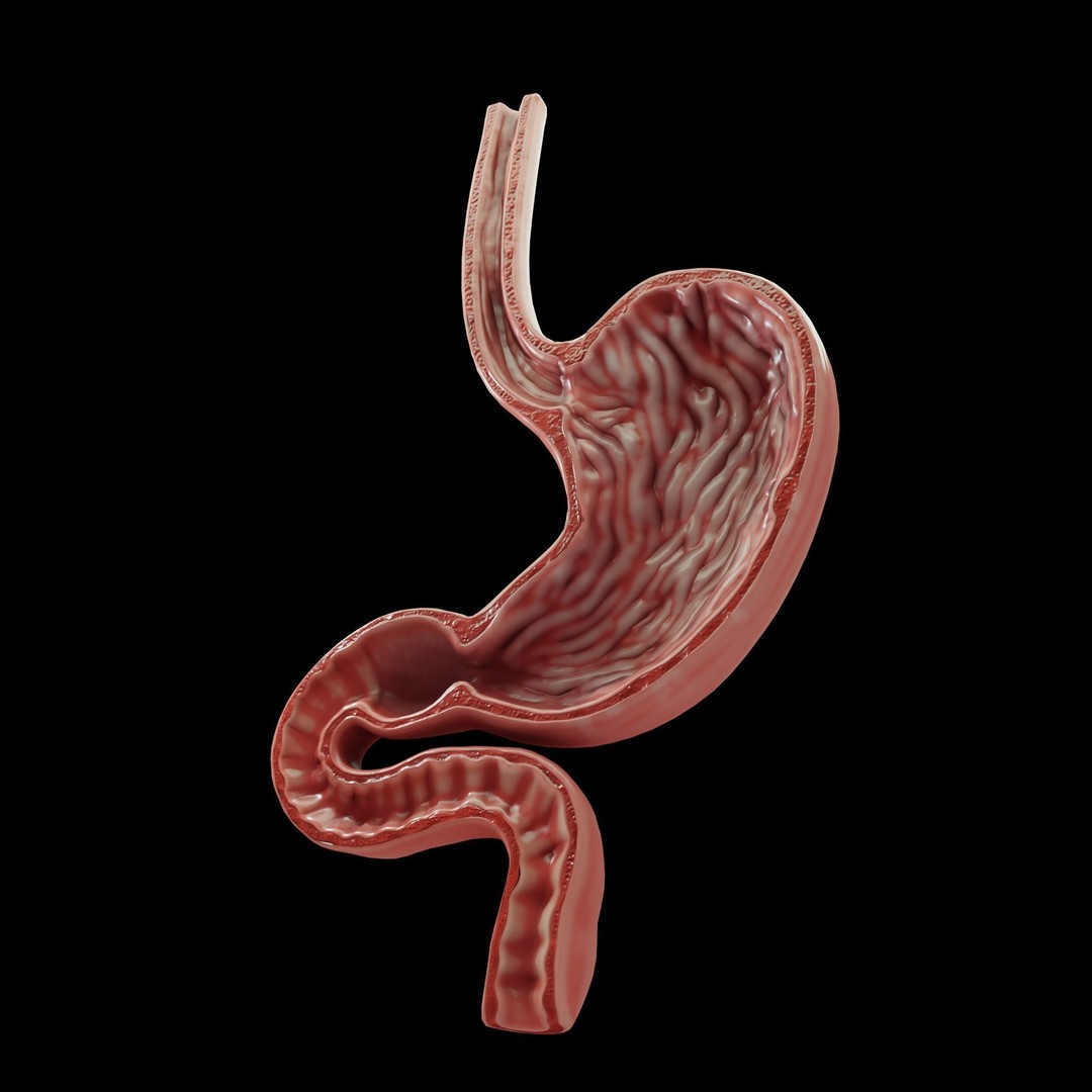 Human Stomach 3D Model – Low Poly Anatomy Asset, PBR Textures - View 6