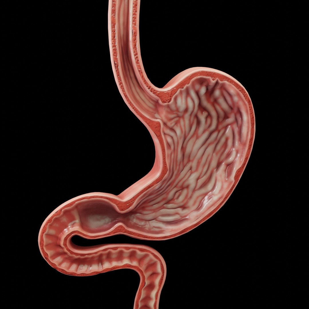 Human Stomach 3D Model – Low Poly Anatomy Asset, PBR Textures - View 7