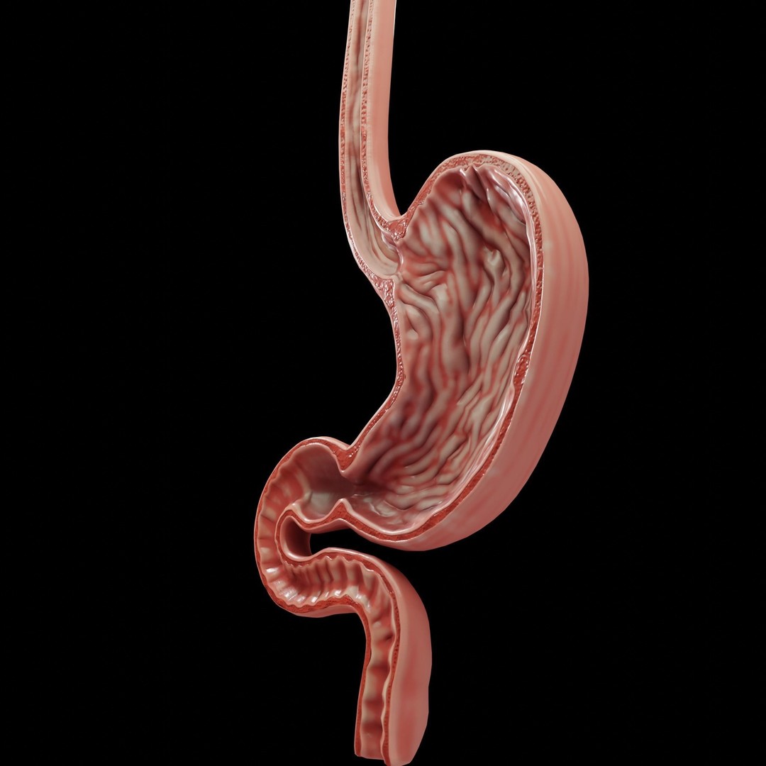Human Stomach 3D Model – Low Poly Anatomy Asset, PBR Textures - View 8
