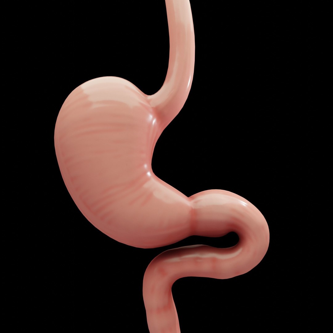 Human Stomach 3D Model – Low Poly Anatomy Asset, PBR Textures - View 9
