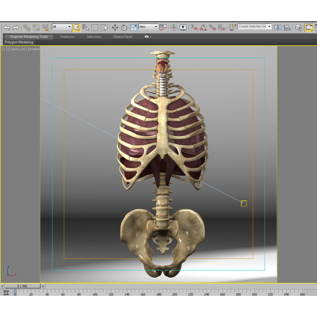 Human Anatomy Lungs and Diaphragm 3D Model – Realistic Medical Asset, FBX