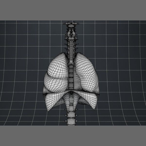 Human Anatomy Lungs and Diaphragm 3D Model – Realistic Medical Asset, FBX - View 10