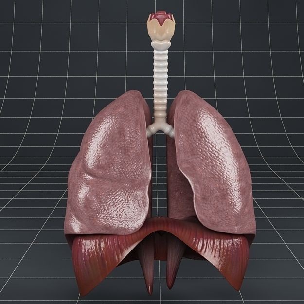 Human Anatomy Lungs and Diaphragm 3D Model – Realistic Medical Asset, FBX - View 11