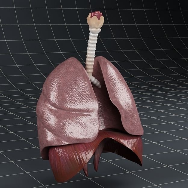 Human Anatomy Lungs and Diaphragm 3D Model – Realistic Medical Asset, FBX - View 12