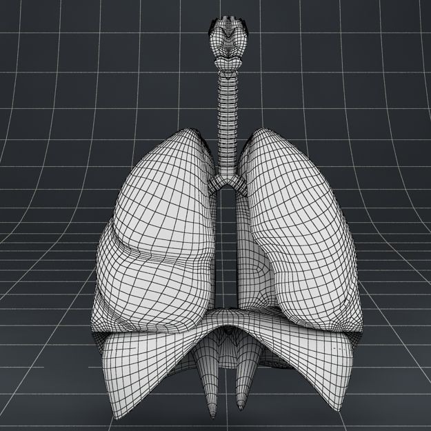 Human Anatomy Lungs and Diaphragm 3D Model – Realistic Medical Asset, FBX - View 13