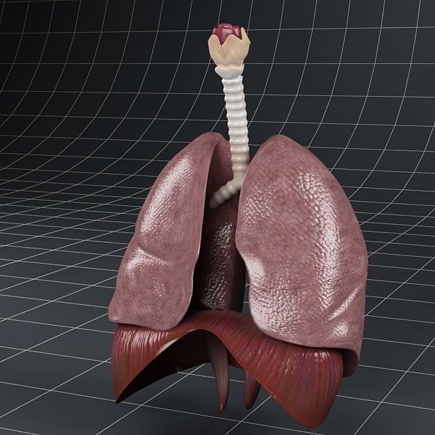 Human Anatomy Lungs and Diaphragm 3D Model – Realistic Medical Asset, FBX - View 14