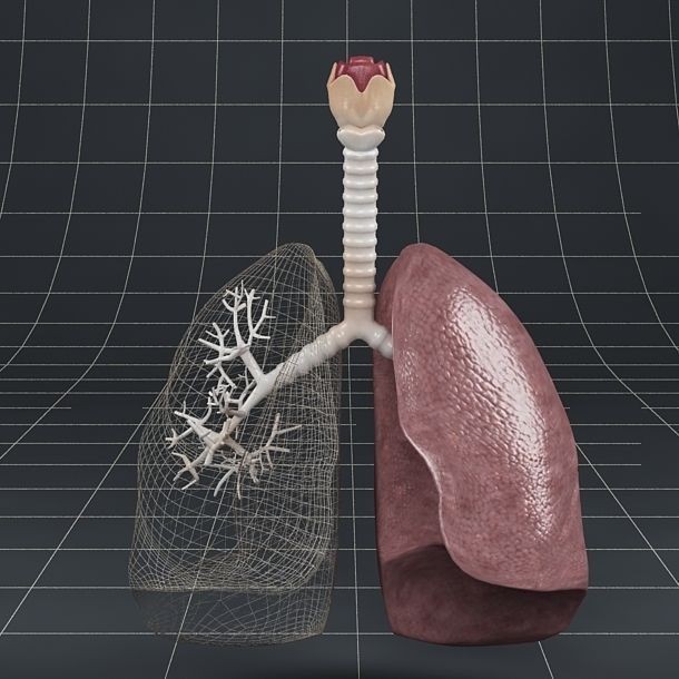 Human Anatomy Lungs and Diaphragm 3D Model – Realistic Medical Asset, FBX - View 17
