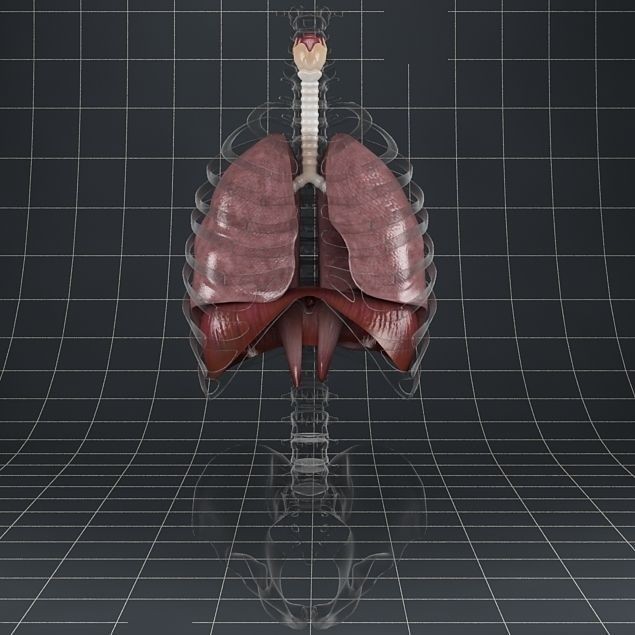 Human Anatomy Lungs and Diaphragm 3D Model – Realistic Medical Asset, FBX - View 18