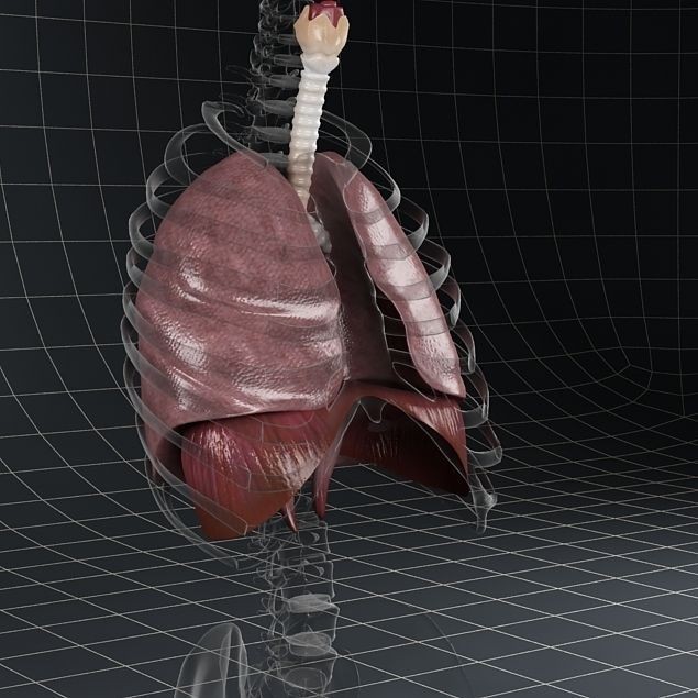 Human Anatomy Lungs and Diaphragm 3D Model – Realistic Medical Asset, FBX - View 19