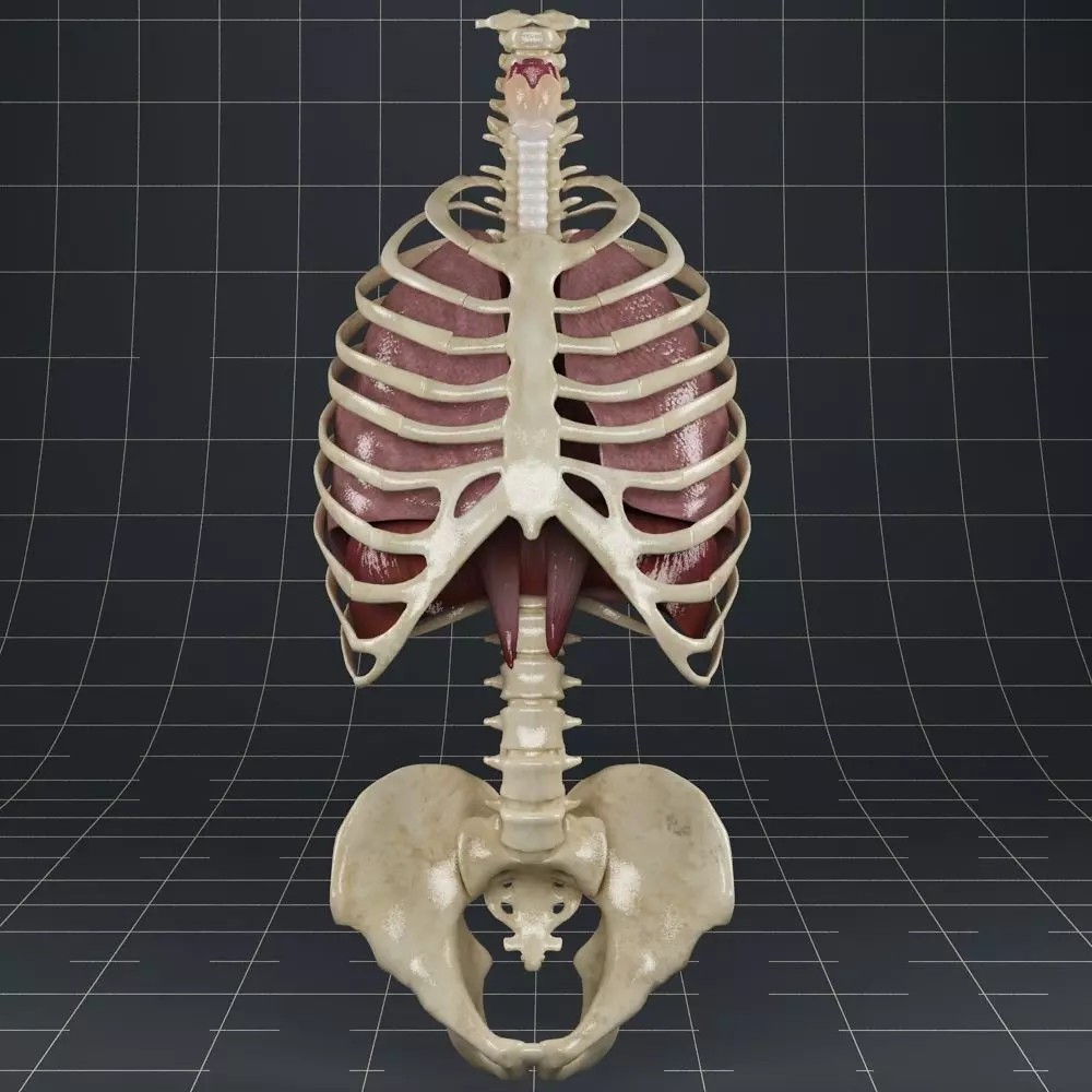 Human Anatomy Lungs and Diaphragm 3D Model – Realistic Medical Asset, FBX - View 2