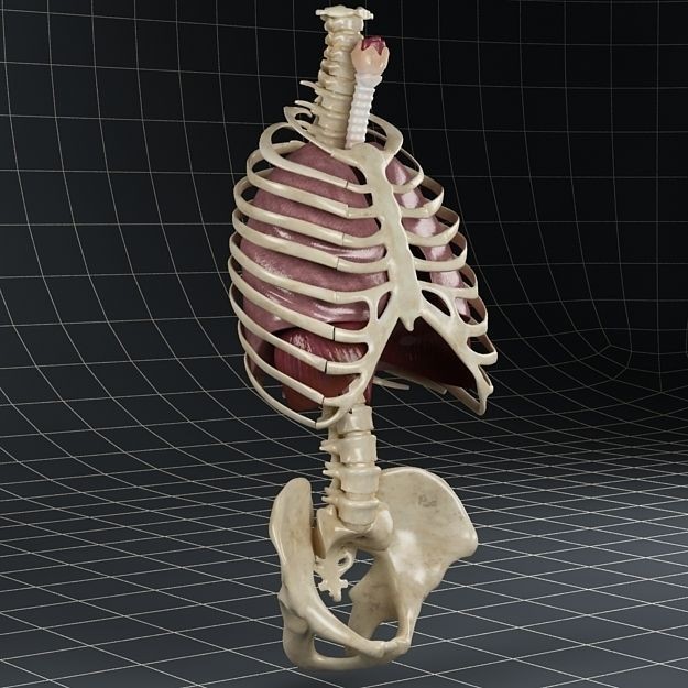 Human Anatomy Lungs and Diaphragm 3D Model – Realistic Medical Asset, FBX - View 3