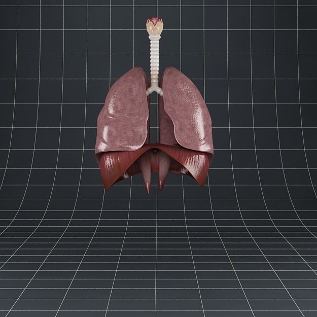Human Anatomy Lungs and Diaphragm 3D Model – Realistic Medical Asset, FBX - View 4