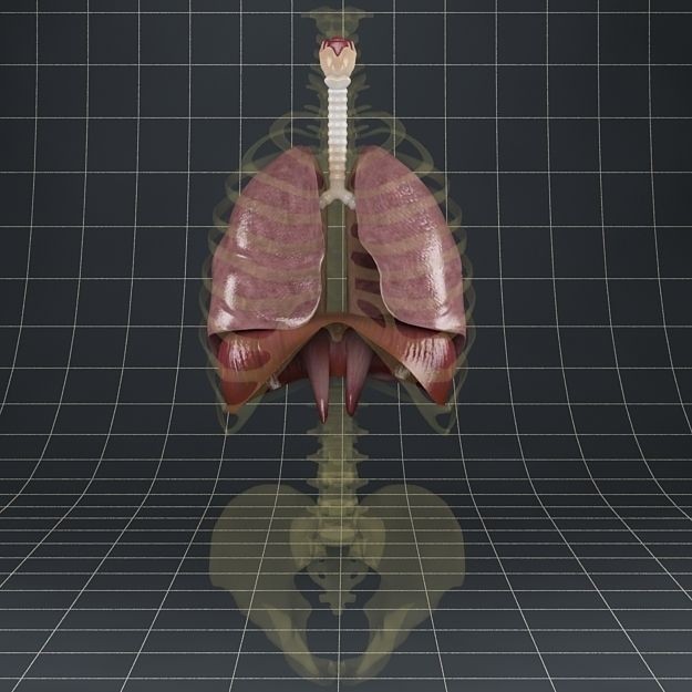 Human Anatomy Lungs and Diaphragm 3D Model – Realistic Medical Asset, FBX - View 5