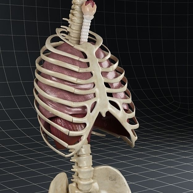 Human Anatomy Lungs and Diaphragm 3D Model – Realistic Medical Asset, FBX - View 6