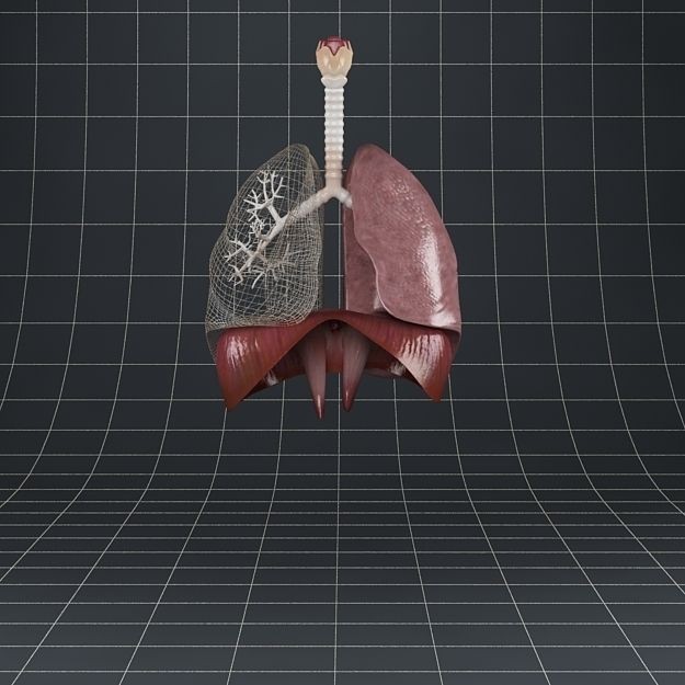 Human Anatomy Lungs and Diaphragm 3D Model – Realistic Medical Asset, FBX - View 7