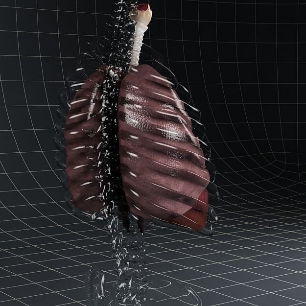Human Anatomy Lungs and Diaphragm 3D Model – Realistic Medical Asset, FBX - View 8