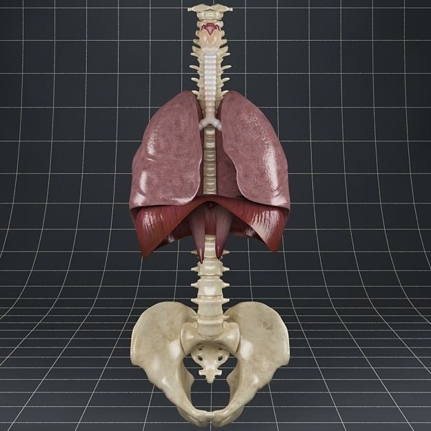 Human Anatomy Lungs and Diaphragm 3D Model – Realistic Medical Asset, FBX - View 9