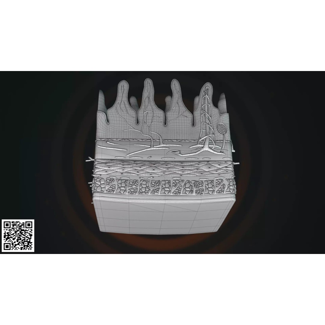 Human Intestinal Villi Anatomy 3D Model – High-Resolution, PBR Textures, Blender, FBX