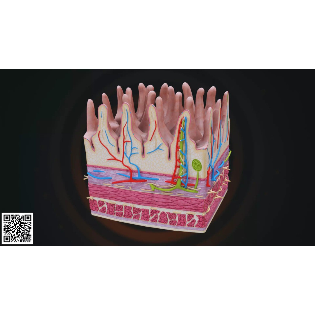 Human Intestinal Villi Anatomy 3D Model – High-Resolution, PBR Textures, Blender, FBX - View 2