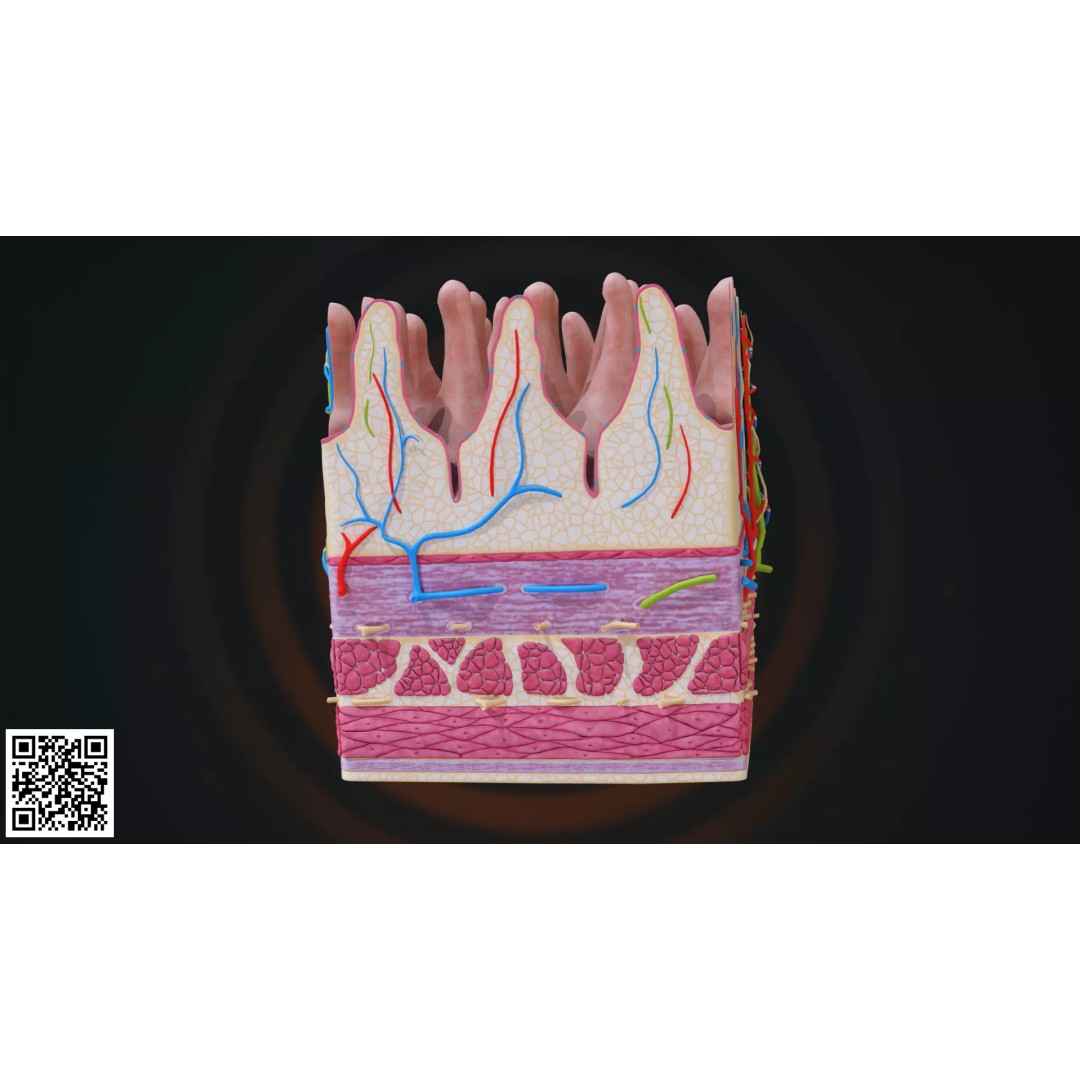 Human Intestinal Villi Anatomy 3D Model – High-Resolution, PBR Textures, Blender, FBX - View 4