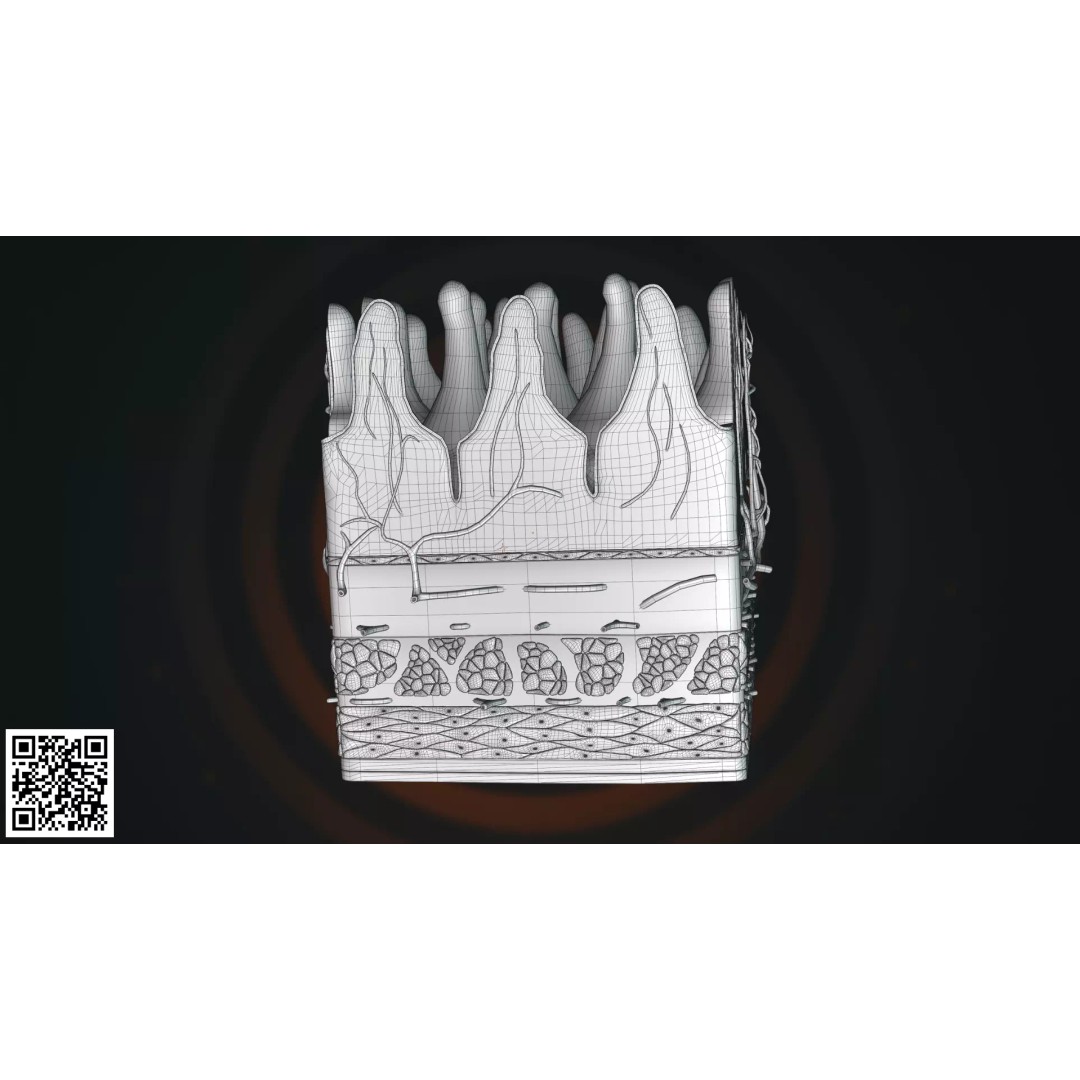 Human Intestinal Villi Anatomy 3D Model – High-Resolution, PBR Textures, Blender, FBX - View 5