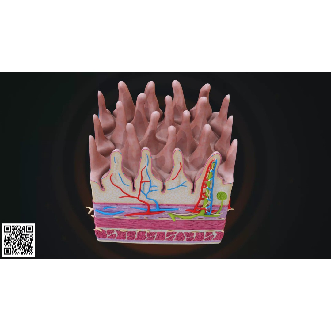 Human Intestinal Villi Anatomy 3D Model – High-Resolution, PBR Textures, Blender, FBX - View 6