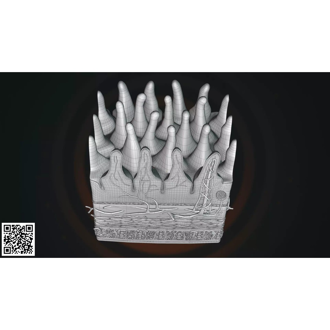 Human Intestinal Villi Anatomy 3D Model – High-Resolution, PBR Textures, Blender, FBX - View 7