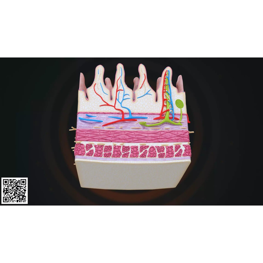 Human Intestinal Villi Anatomy 3D Model – High-Resolution, PBR Textures, Blender, FBX - View 8