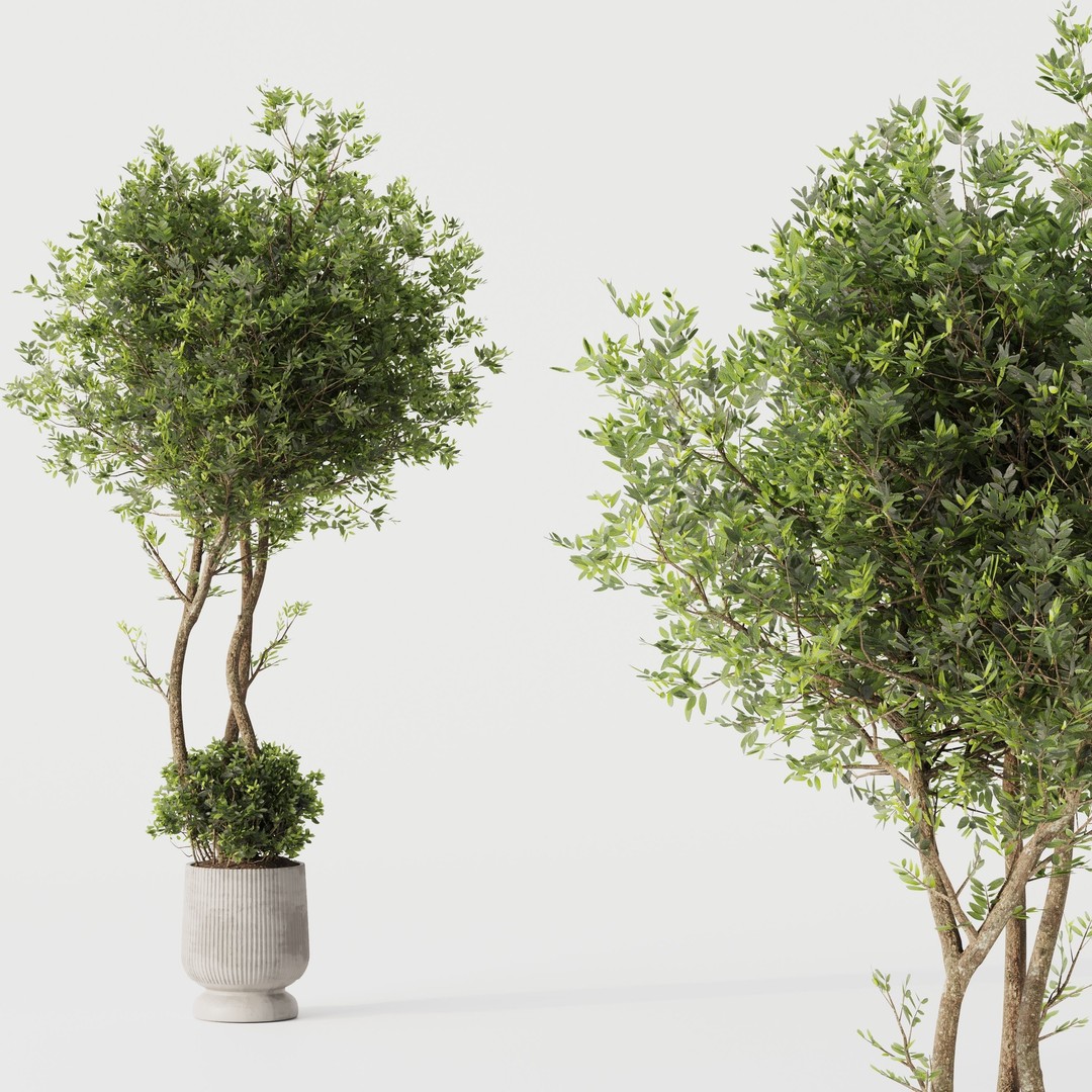 Indoor Plant Set 02 3D Model – Modern Pot Plants, OBJ & 3Dsmax - View 3