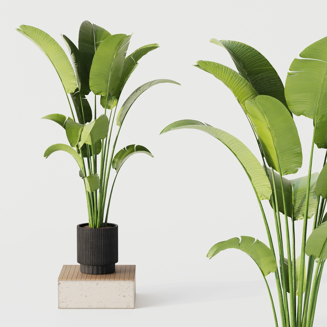 Indoor Plant Set 02 3D Model – Modern Pot Plants, OBJ & 3Dsmax - View 4
