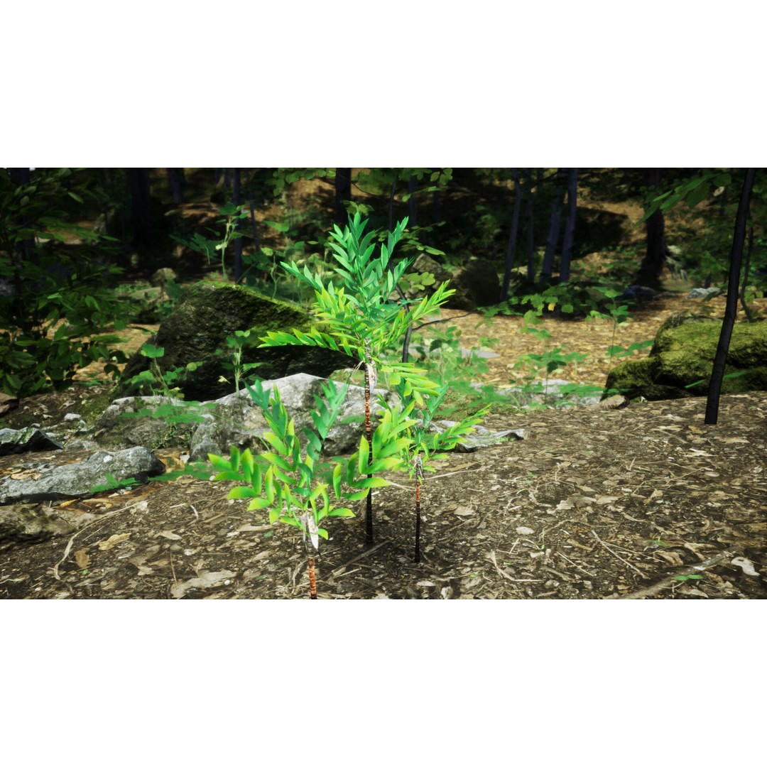 Dypsis Bonsai Conifer 3D Model – Low Poly PBR Asset, FBX, OBJ - View 4