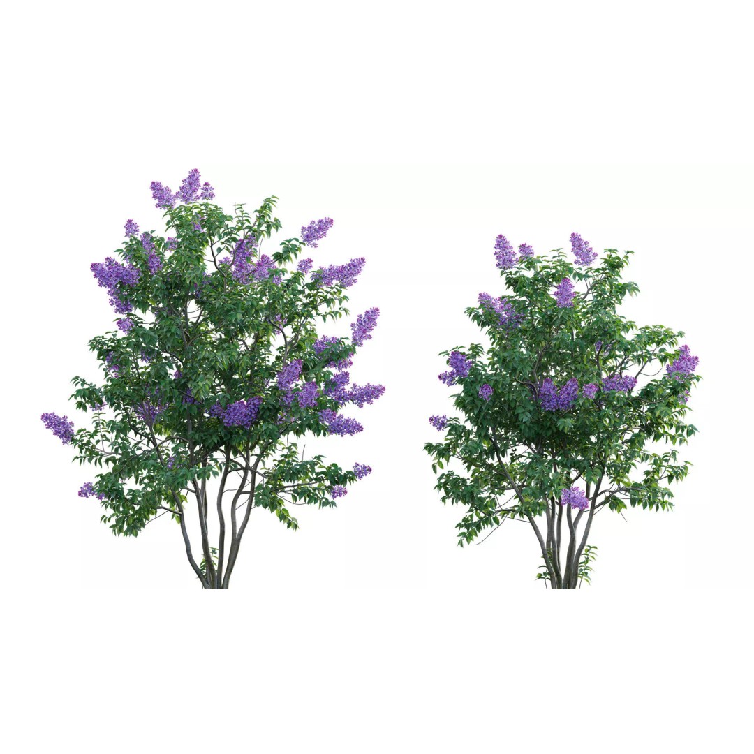 North America Garden 3D Model – PBR Plant Asset, FBX Format