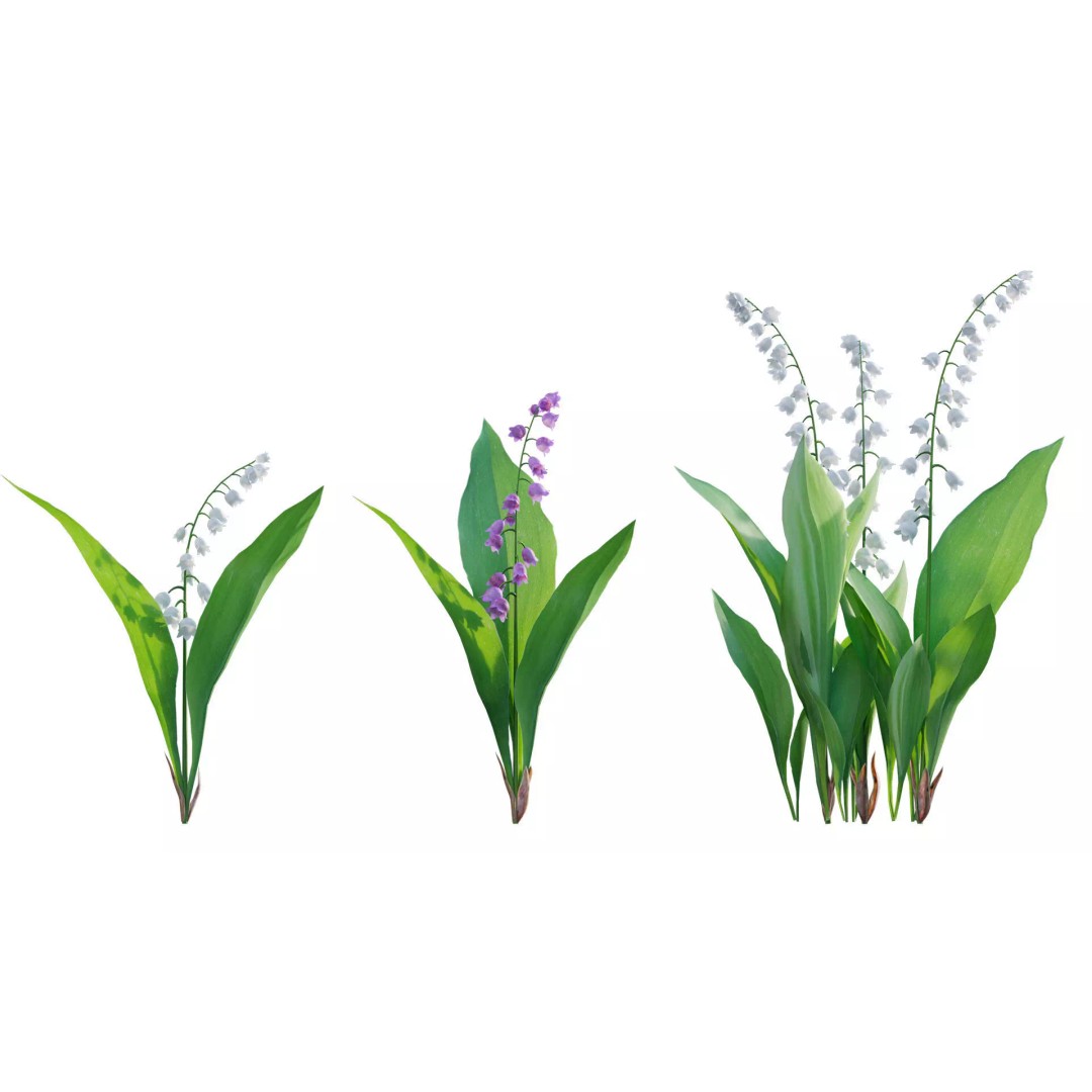 North America Garden 3D Model – PBR Plant Asset, FBX Format - View 12
