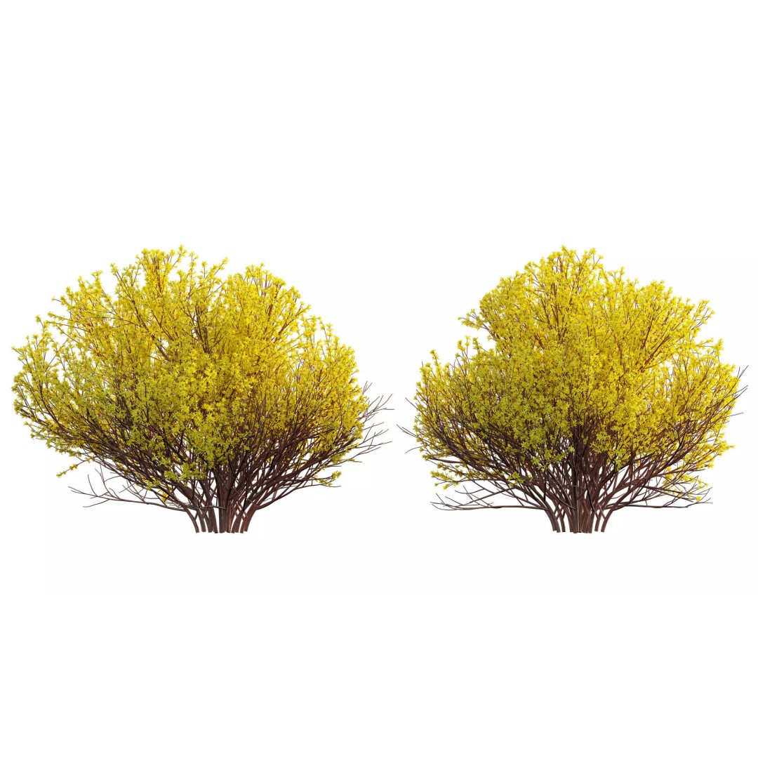 North America Garden 3D Model – PBR Plant Asset, FBX Format - View 16