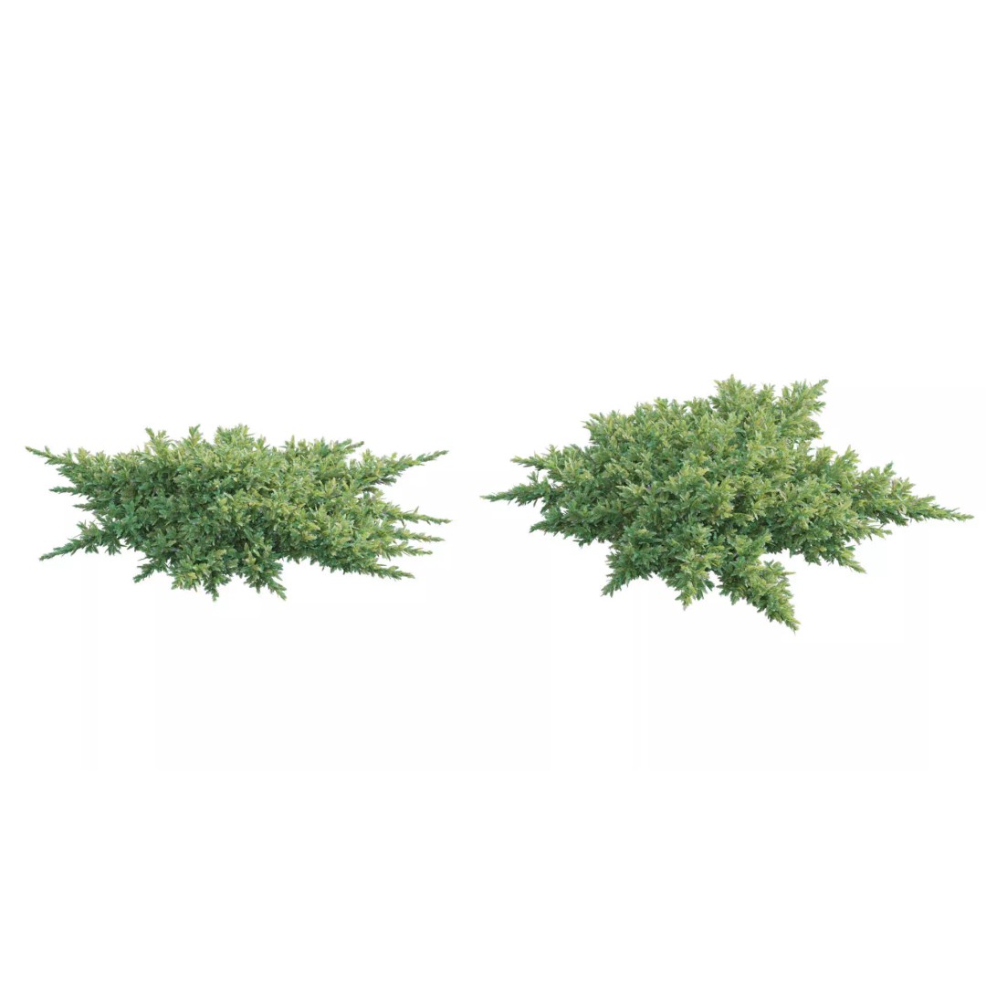North America Garden 3D Model – PBR Plant Asset, FBX Format - View 19