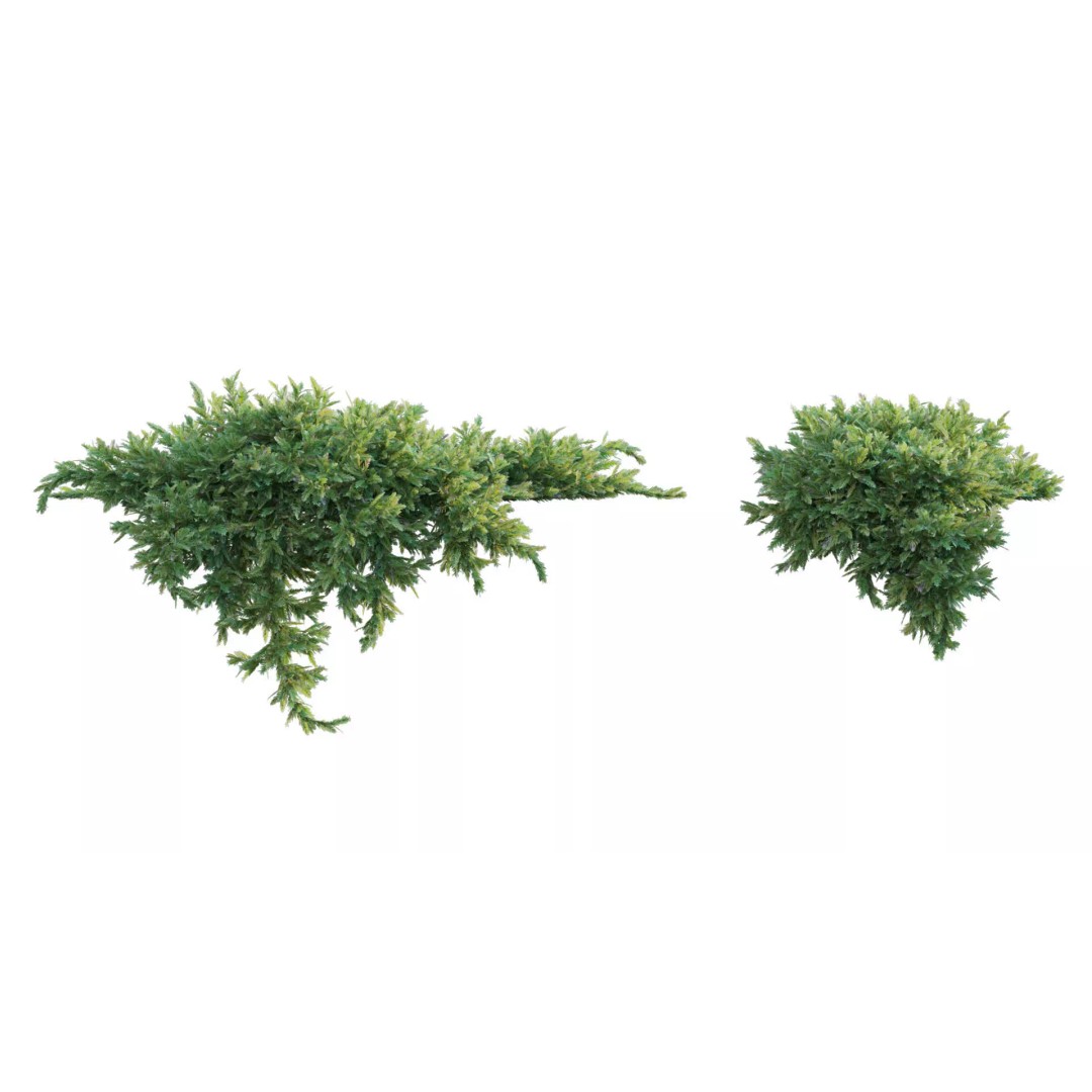 North America Garden 3D Model – PBR Plant Asset, FBX Format - View 20
