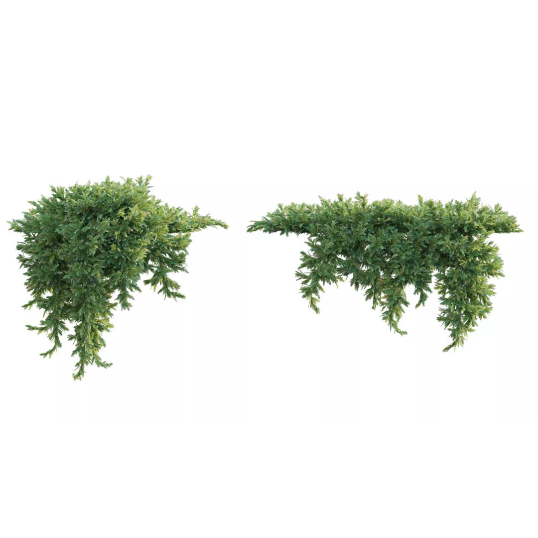 North America Garden 3D Model – PBR Plant Asset, FBX Format - View 21